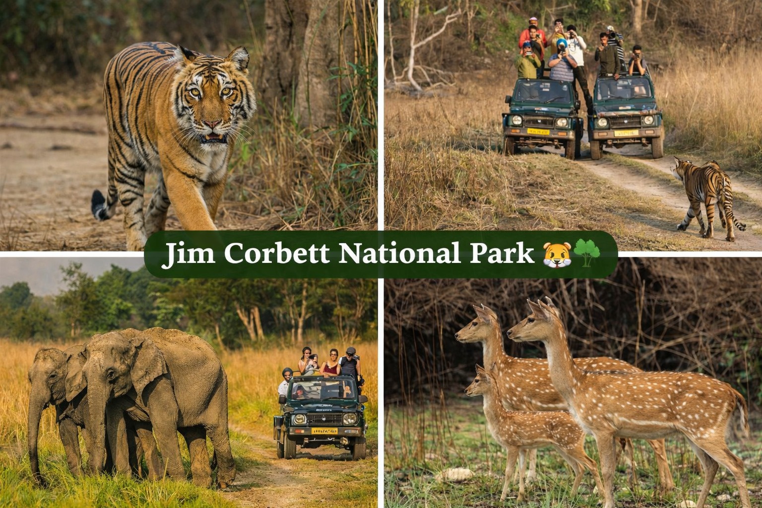 Jim Corbett forest